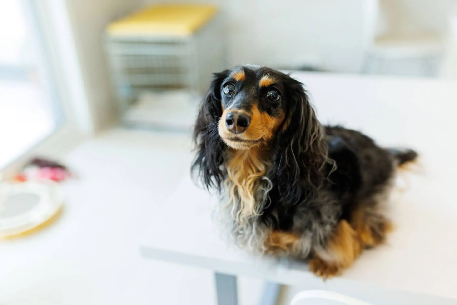 WAKUWAKUハウスが考える！犬と幸せに暮らす家